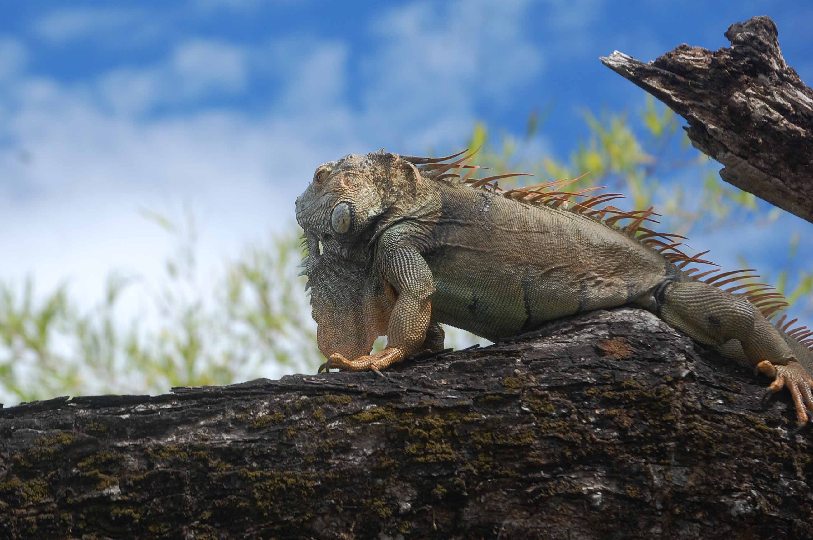 PALO VERDE NATIONAL PARK Deep Blue Deutsch