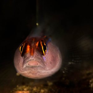 papagayo-dive-sites-1