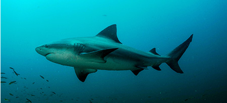 islas murcielagos tiburon torro