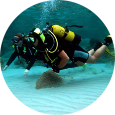 Certified Divers, Snorkelers and Passengers