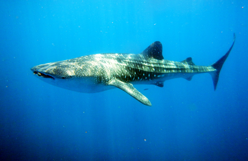 golfo papagayo tiburon ballena