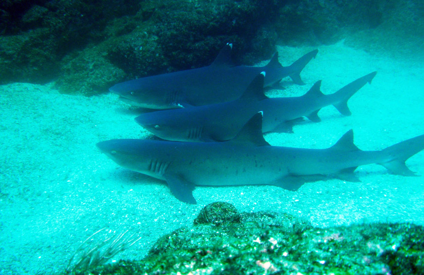islas catalinas tiburones aletas blancas