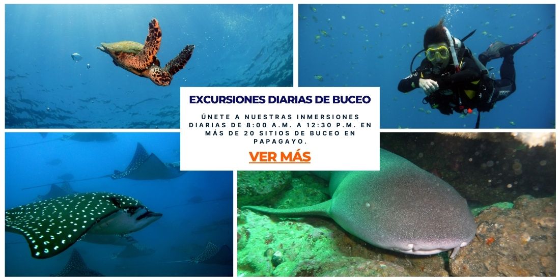 excursiones diarias de buceo deep blue diving