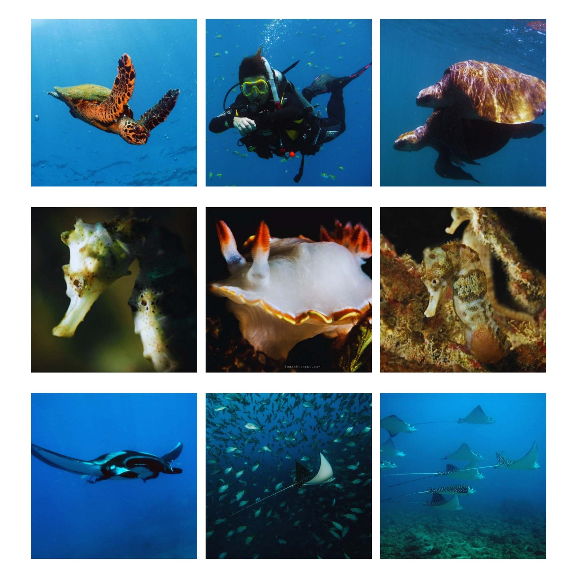 giras_de_buceo_costa_rica