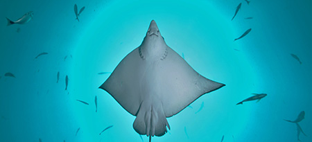 sites-de-plongée-papagayo-deepblue-diving-eagel-ray