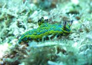 papagayo dive sites nudibranch argentina