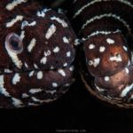 Papagayo Dive Sites 2