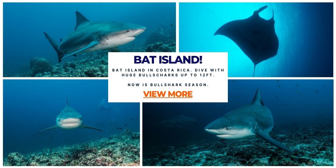 bat island with bullsharks deep blue diving
