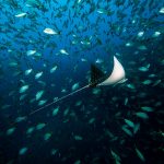 diving_trips_spotted_ eagle_ray