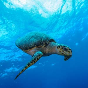 diving_trips_turtle