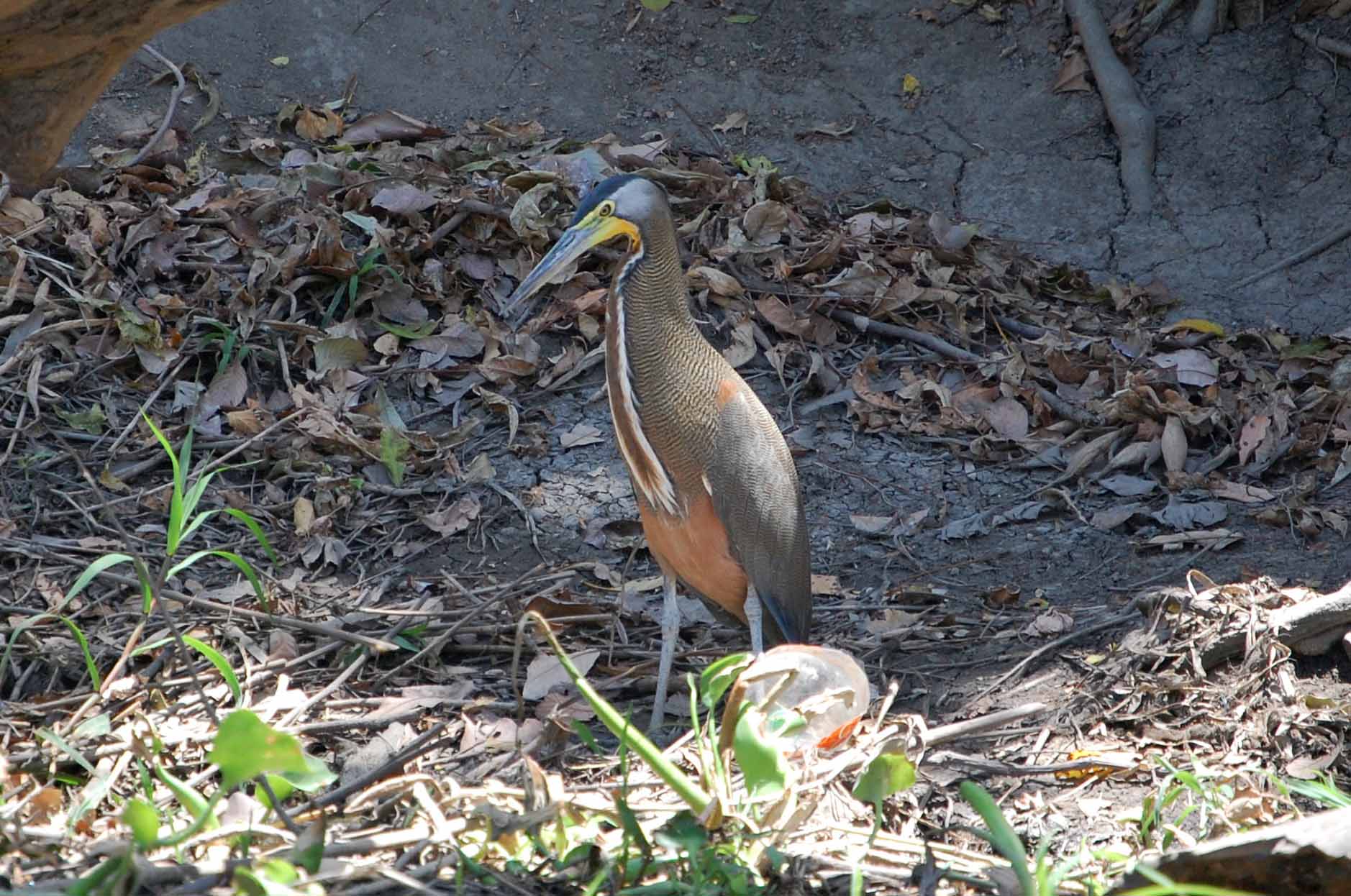 deep blue palo verde tour bare throated tiger heron