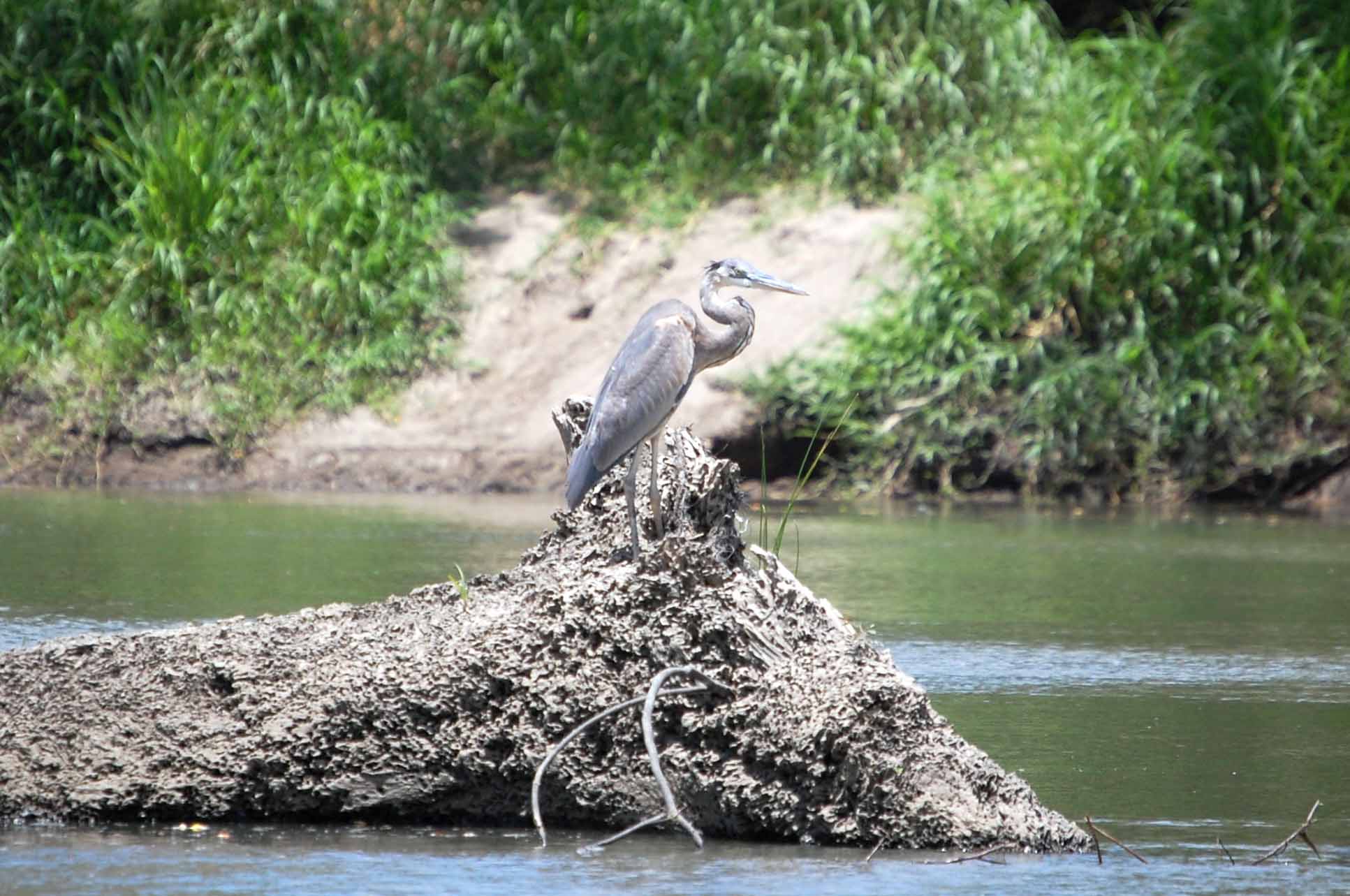 deep blue palo verde tour great blue heron