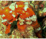 Papagayo sites