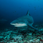 bat island - islas murcíelagos deep blue diving tiburon torro