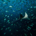 islas murcielagos rayo de aguila