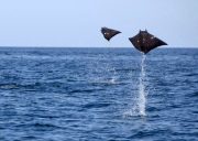papagayo dive sites devil rays sorpresa