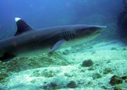 papagayo dive sites whitetipp shark